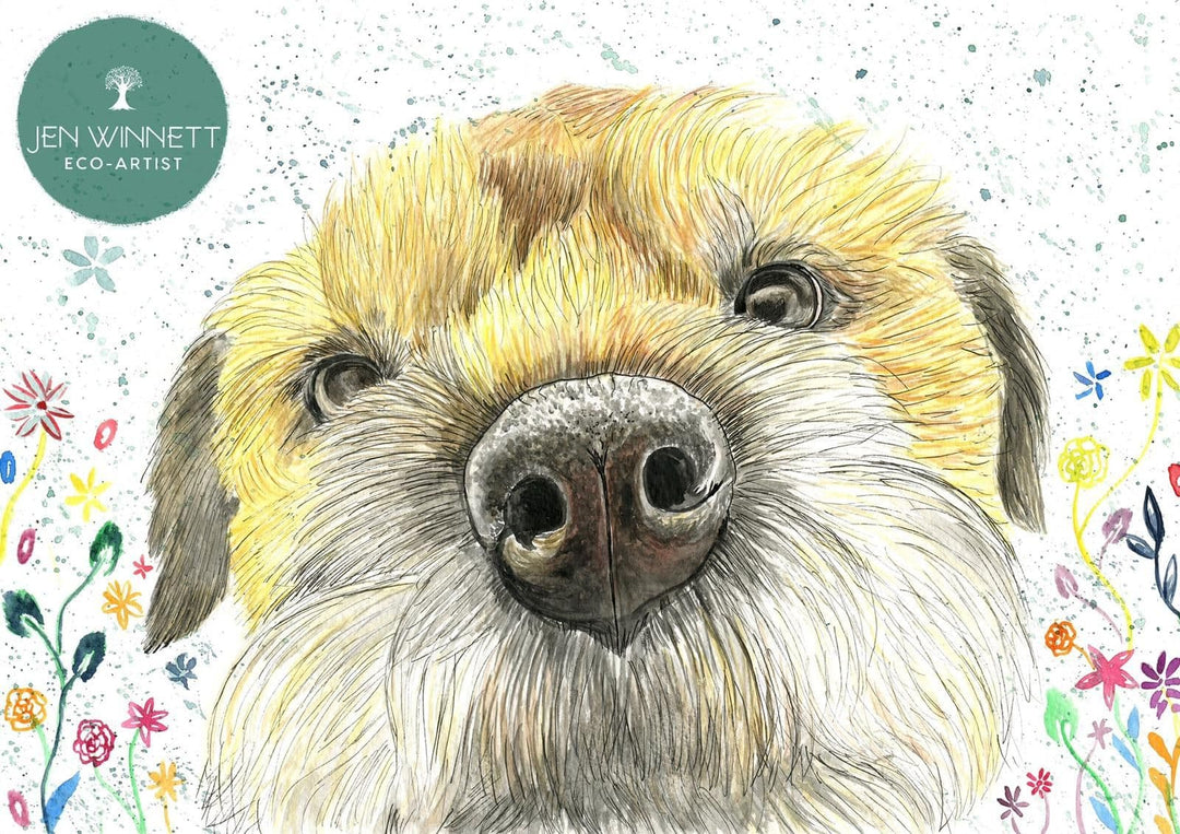 Tilly the Border Terrier